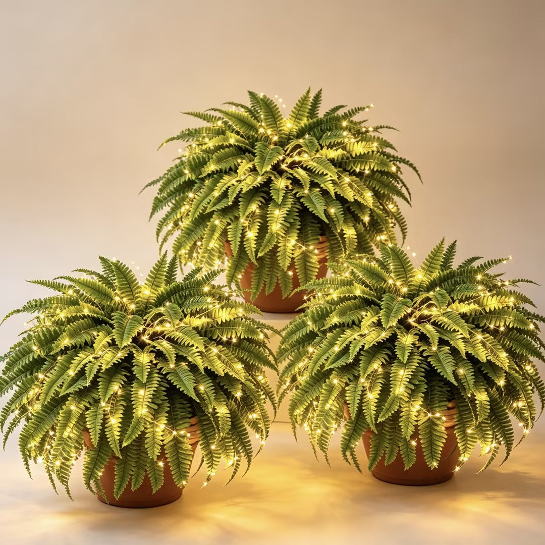 Boston fern home decor scene