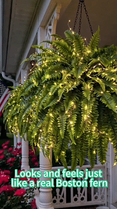 Animated view of the lighted Boston fern arrangement