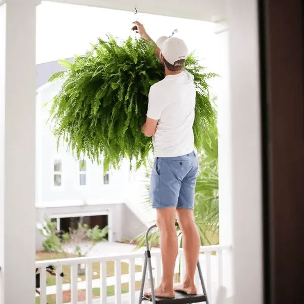 Artificial Boston fern feature image