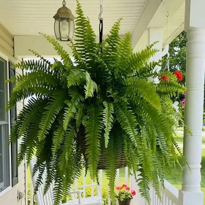 Full Boston fern arrangement product view