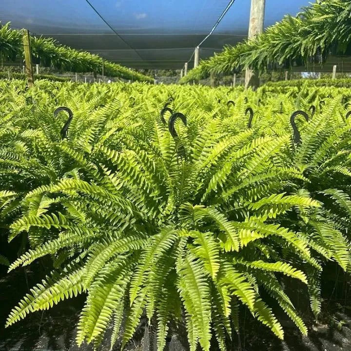 Large artificial fern foliage detail